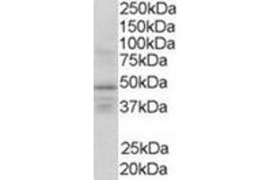 Image no. 1 for anti-Retinoid X Receptor, gamma (RXRG) (Internal Region) antibody (ABIN374479) (Retinoid X Receptor gamma anticorps  (Internal Region))