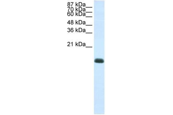 ZNF786 anticorps  (N-Term)