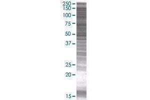 TTC17 transfected lysate. (TTC17 293T Cell Transient Overexpression Lysate(Denatured))