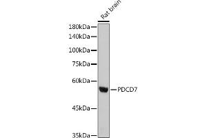 Western blot analysis of extracts of Rat brain, using PDCD7 antibody (ABIN3022039, ABIN3022040, ABIN3022041, ABIN1513274 and ABIN1514421) at 1:1000 dilution. (PDCD7 anticorps)