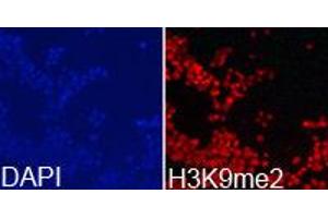 Immunofluorescence (IF) image for anti-Histone 3 (H3) (H3K9me2) antibody (ABIN1872998) (Histone 3 anticorps  (H3K9me2))