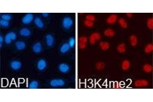 Immunofluorescence (IF) image for anti-Histone 3 (H3) (H3K4me2) antibody (ABIN1872995) (Histone 3 anticorps  (H3K4me2))