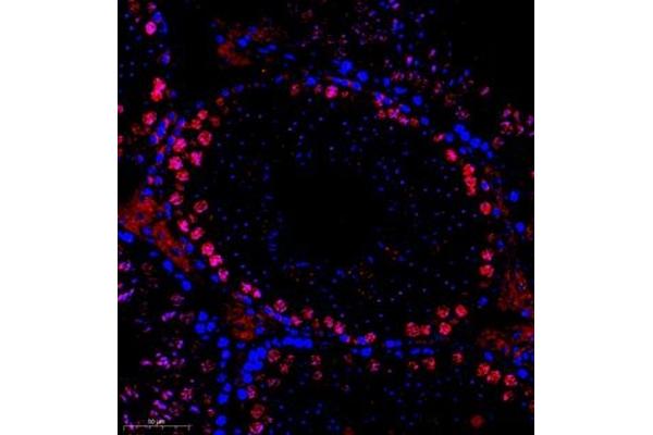 SYCP1 anticorps