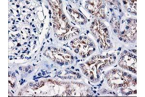 Immunohistochemical staining of paraffin-embedded Human Kidney tissue using anti-HMOX2 mouse monoclonal antibody. (HMOX2 anticorps)