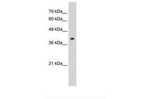 Image no. 1 for anti-cAMP Responsive Element Binding Protein 1 (CREB1) (AA 65-114) antibody (ABIN203340) (CREB1 anticorps  (AA 65-114))
