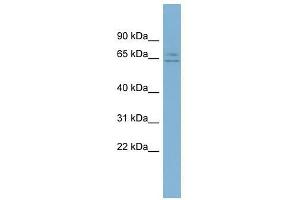 LOC344065 antibody used at 0. (ZFP 570-like anticorps  (Middle Region))