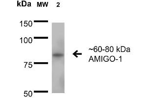 Western Blot analysis of Rat Brain Membrane showing detection of 60-80 kDa AMIGO-1 protein using Mouse Anti-AMIGO-1 Monoclonal Antibody, Clone S86-36 . (AMIGO1 anticorps  (AA 554-574) (Atto 390))