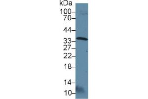 Western blot analysis of Rat Testis lysate, using Rat OTUB1 Antibody (3 µg/ml) and HRP-conjugated Goat Anti-Rabbit antibody ( (OTUB1 anticorps  (AA 1-271))