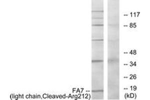 Western Blotting (WB) image for anti-Coagulation Factor VII (F7) (AA 171-220), (Cleaved-Arg212) antibody (ABIN2891195) (Factor VII anticorps  (Cleaved-Arg212))