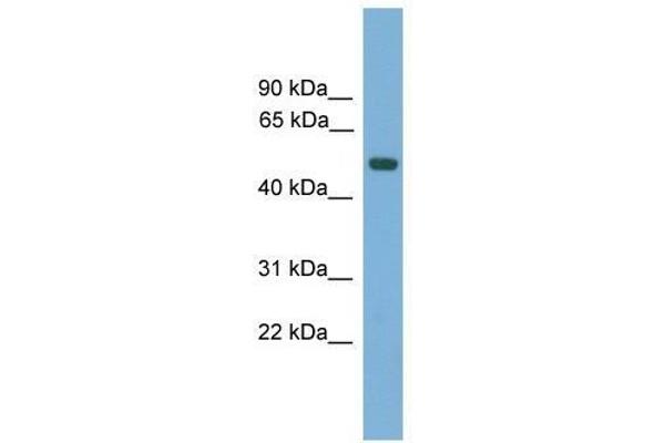 AMN anticorps  (N-Term)