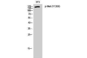 Western Blotting (WB) image for anti-Met Proto-Oncogene (MET) (pTyr1356) antibody (ABIN3173009) (c-MET anticorps  (pTyr1356))
