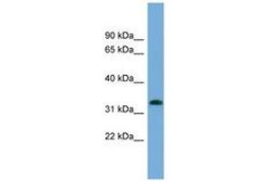 Image no. 1 for anti-Interferon-Induced Protein 35 (IFI35) (N-Term) antibody (ABIN6743410) (IFI35 anticorps  (N-Term))