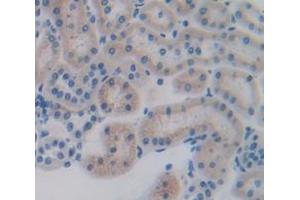 IHC-P analysis of Rat Tissue, with DAB staining. (CXCL12 anticorps  (AA 21-89))