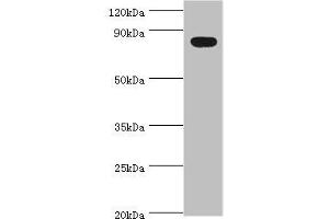 Western blot All lanes: BACH1 antibody at 2 μg/mL + Mouse thymus tissue Secondary Goat polyclonal to rabbit IgG at 1/10000 dilution Predicted band size: 82 kDa Observed band size: 82 kDa (BACH1 anticorps  (AA 1-320))