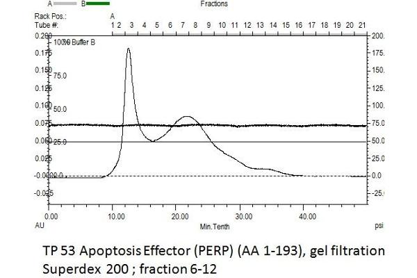 PERP Protein (AA 1-193) (Strep Tag)