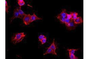 Immunofluorescence (IF) image for anti-Thiosulfate Sulfurtransferase 4 (SSEA-4) antibody (Alexa Fluor 594) (ABIN2656859) (SSEA-4 anticorps  (Alexa Fluor 594))