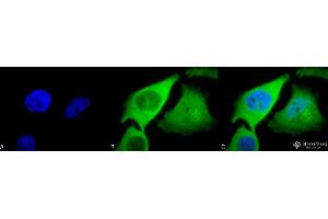 Immunocytochemistry/Immunofluorescence analysis using Rabbit Anti-HO-1 Polyclonal Antibody . (HMOX1 anticorps  (APC))