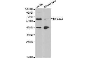 Western blot analysis of extracts of Jurkat and mouse liver cell lines, using NFE2L2 antibody. (NRF2 anticorps)