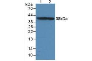 Western blot analysis of (1) Rat Brain Tissue and (2) Mouse Brain Tissue. (GAP43 anticorps  (AA 8-226))