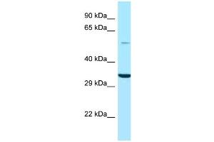 WB Suggested Anti-GPS1 Antibody Titration: 1. (GPS1 anticorps  (N-Term))