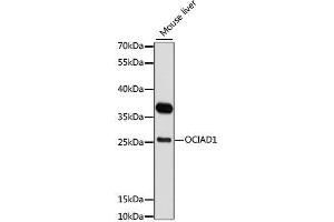 Western blot analysis of extracts of mouse liver, using OCIAD1 antibody. (OCIAD1 anticorps  (AA 1-245))