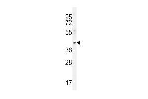 Western blot analysis in A549 cell line lysates (35ug/lane). (NEU2 anticorps  (N-Term))