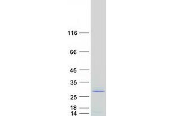 SRSF10 Protein (Transcript Variant 1) (Myc-DYKDDDDK Tag)