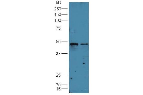 B7-H6 anticorps  (AA 51-150)