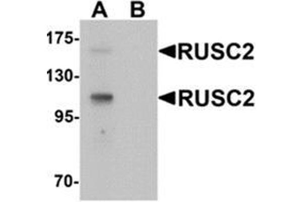 RUSC2 anticorps  (N-Term)