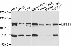 Western blot analysis of extracts of various cell lines, using MTSS1 antibody. (MTSS1 anticorps)