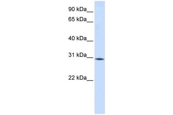 RBM7 anticorps  (Middle Region)