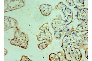 Immunohistochemistry of paraffin-embedded human placenta tissue using ABIN7147088 at dilution of 1:100 (CEBPG anticorps  (AA 1-150))