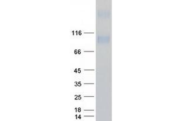 Prominin 2 Protein (PROM2) (Myc-DYKDDDDK Tag)