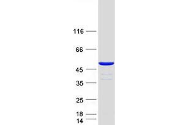 CFDP1 Protein (Myc-DYKDDDDK Tag)