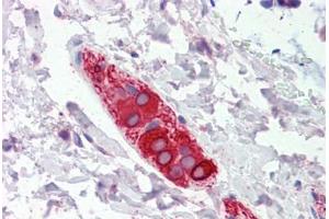 Human Colon, Submucosal Plexus (formalin-fixed, paraffin-embedded) stained with FEZ1 antibody ABIN462288 followed by biotinylated anti-goat IgG secondary antibody ABIN481715, alkaline phosphatase-streptavidin and chromogen. (FEZ1 anticorps  (AA 278-290))