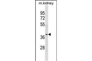 Western blot analysis in mouse kidney tissue lysates (35ug/lane). (POC1A anticorps  (N-Term))