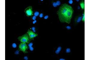 Immunofluorescence (IF) image for anti-Proteasome (Prosome, Macropain) 26S Subunit, Non-ATPase, 2 (PSMD2) antibody (ABIN1500483) (PSMD2 anticorps)