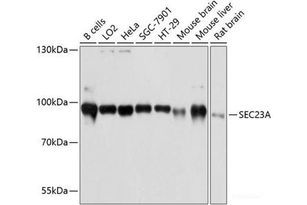 SEC23A anticorps