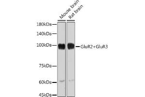 Western blot analysis of extracts of various cell lines, using GluR2+GluR3 antibody (ABIN3016609, ABIN3016610, ABIN3016611, ABIN1678821 and ABIN1678822) at 1:1000 dilution. (mGluR2/3 anticorps)