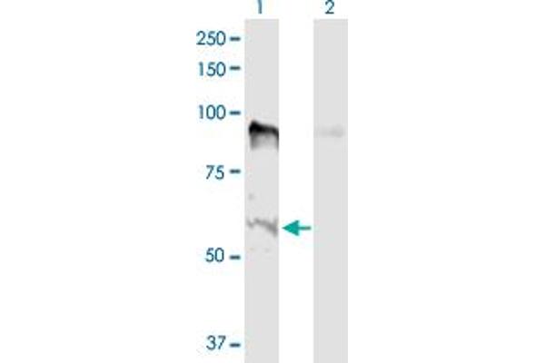 MSL2 anticorps  (AA 1-577)