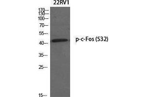 Western Blotting (WB) image for anti-c-Fos (c-Fos) (pSer32) antibody (ABIN3173099) (c-FOS anticorps  (pSer32))