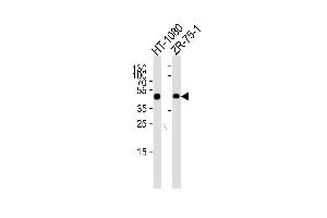 Western blot analysis of lysates from HT-1080, ZR-75-1 cell line (from left to right), using CRTAP Antibody at 1:1000 at each lane. (CRTAP anticorps  (N-Term))