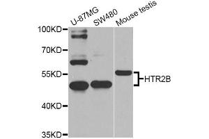 Western blot analysis of extracts of various cell lines, using HTR2B Antibody (ABIN5974979) at 1/1000 dilution. (Serotonin Receptor 2B anticorps)