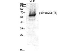 Western Blot analysis of various cells using Phospho-Smad2/3 (T8) Polyclonal Antibody. (Smad2/3 anticorps  (pThr8))