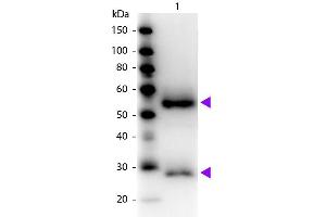 Western blot of Peroxidase conjugated Goat Fab Anti-Mouse IgG secondary antibody. (Chèvre anti-Souris IgG (Heavy & Light Chain) Anticorps (HRP) - Preadsorbed)