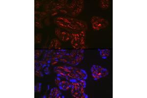 Immunofluorescence analysis of human placenta using FCGR2B Rabbit pAb (ABIN6131548, ABIN6140541, ABIN6140543 and ABIN6216224) at dilution of 1:150 (40x lens). (FCGR2B anticorps)