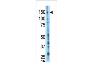 Antibody is used in Western blot to detect Bike in mouse liver tissue lysate. (BMP2K anticorps  (AA 260-291))