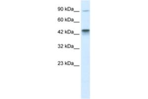 Western Blotting (WB) image for anti-Kinesin Family Member 3A (KIF3A) antibody (ABIN2460840) (KIF3A anticorps)