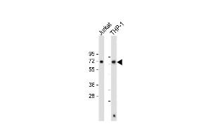 Western Blotting (WB) image for anti-Sequestosome 1 (SQSTM1) (AA 317-346) antibody (ABIN388979)