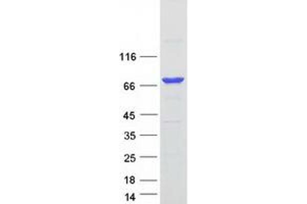 RFX5 Protein (Transcript Variant 2) (Myc-DYKDDDDK Tag)